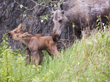 Moose Calves and Cow