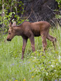 Moose Calf