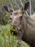 Moose