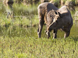 Moose Bull