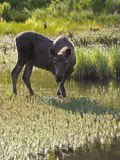 Moose Bull