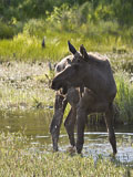 Moose Bull