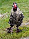 Mr Foot Feathers