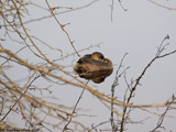 Pied Billed Grebe