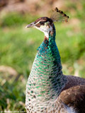 Female Peacock