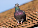 Rock Dove