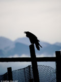 Common Raven