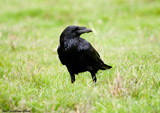 Common Raven
