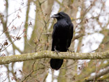 Common Raven