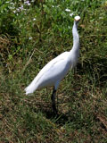 Snowy Egret
