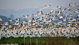 Snow Geese