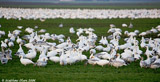 Snow Geese