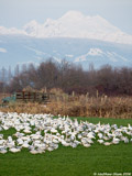 Snow Geese