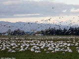 Snow Geese
