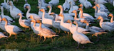 Snow Geese
