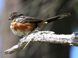 Rufous Sided Towhee