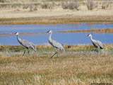Sandhill Cranes