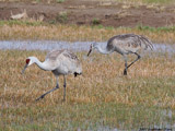 Sandhill Cranes