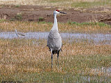 Sandhill Crane