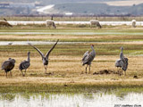 Sandhill Cranes