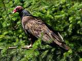 Turkey Vulture