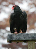 Turkey Vulture