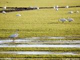 Trumpeter Swans