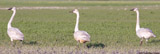 Snow Geese