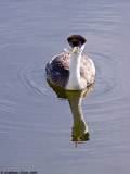 Western Grebe