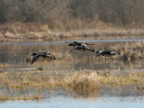 American Widgeons