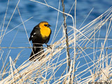 Yellow Headed Blackbird